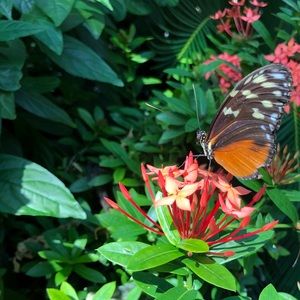 Meet your Posher, Shannon